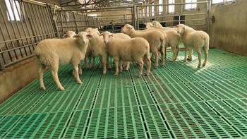 CE tested high strength plastic goat or sheep slat flooring