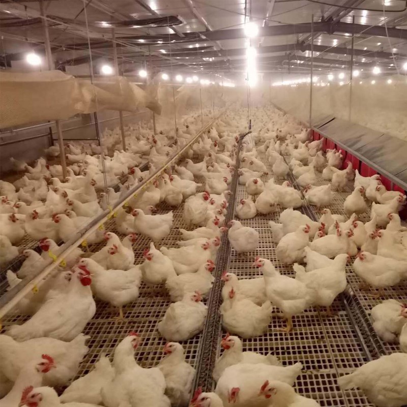 Trust&Deal Breeding Equipment slatted floor series for farm